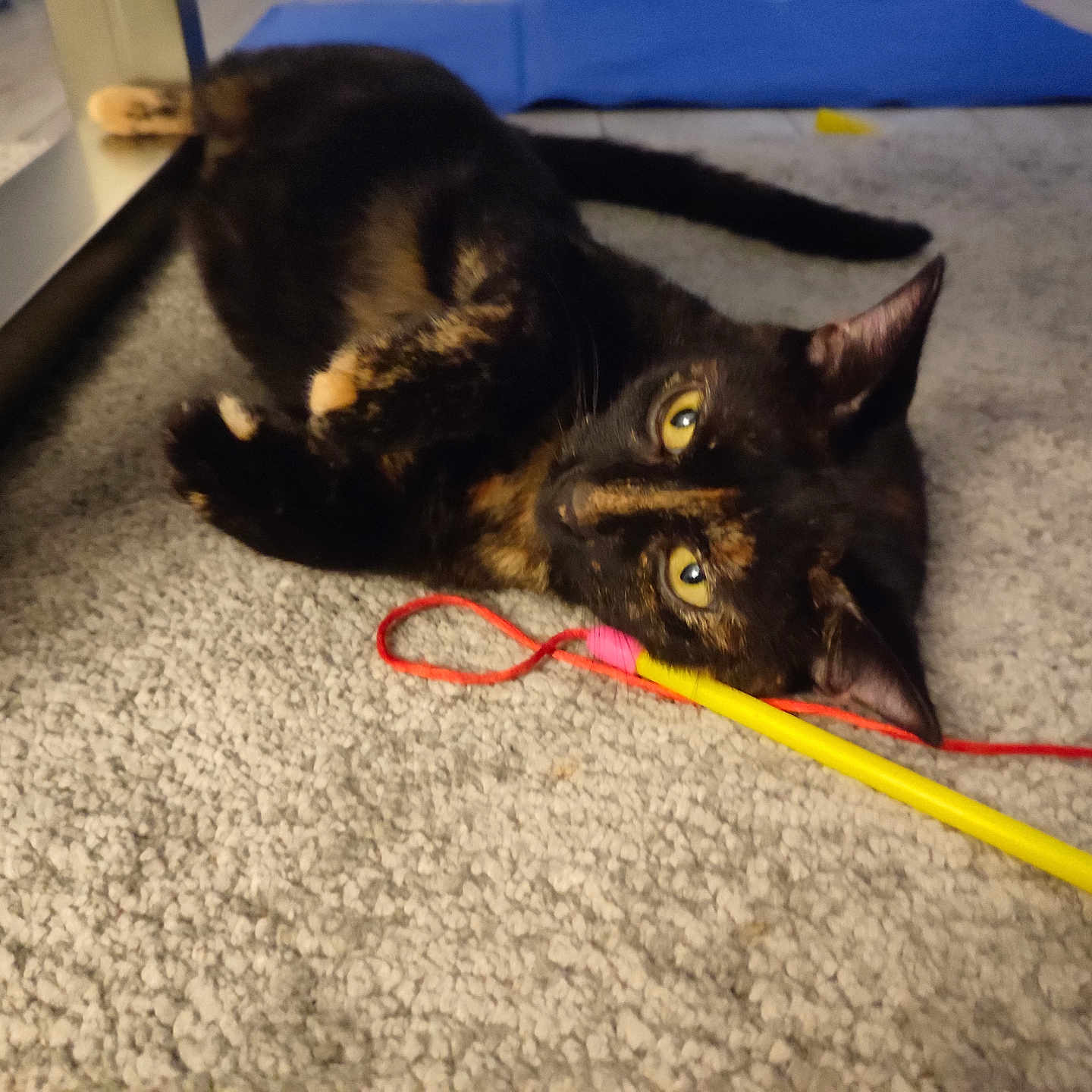 Twyx a rejoint le concours — aidez-le/la à gagner de superbes lots ! abyssinian, accessories, animal, blackcat, canine, cat, dog, hardwood, husky, indoors, interiordesign, kitten, leash, manx, pet, plywood, rope, shelf, strap, wood