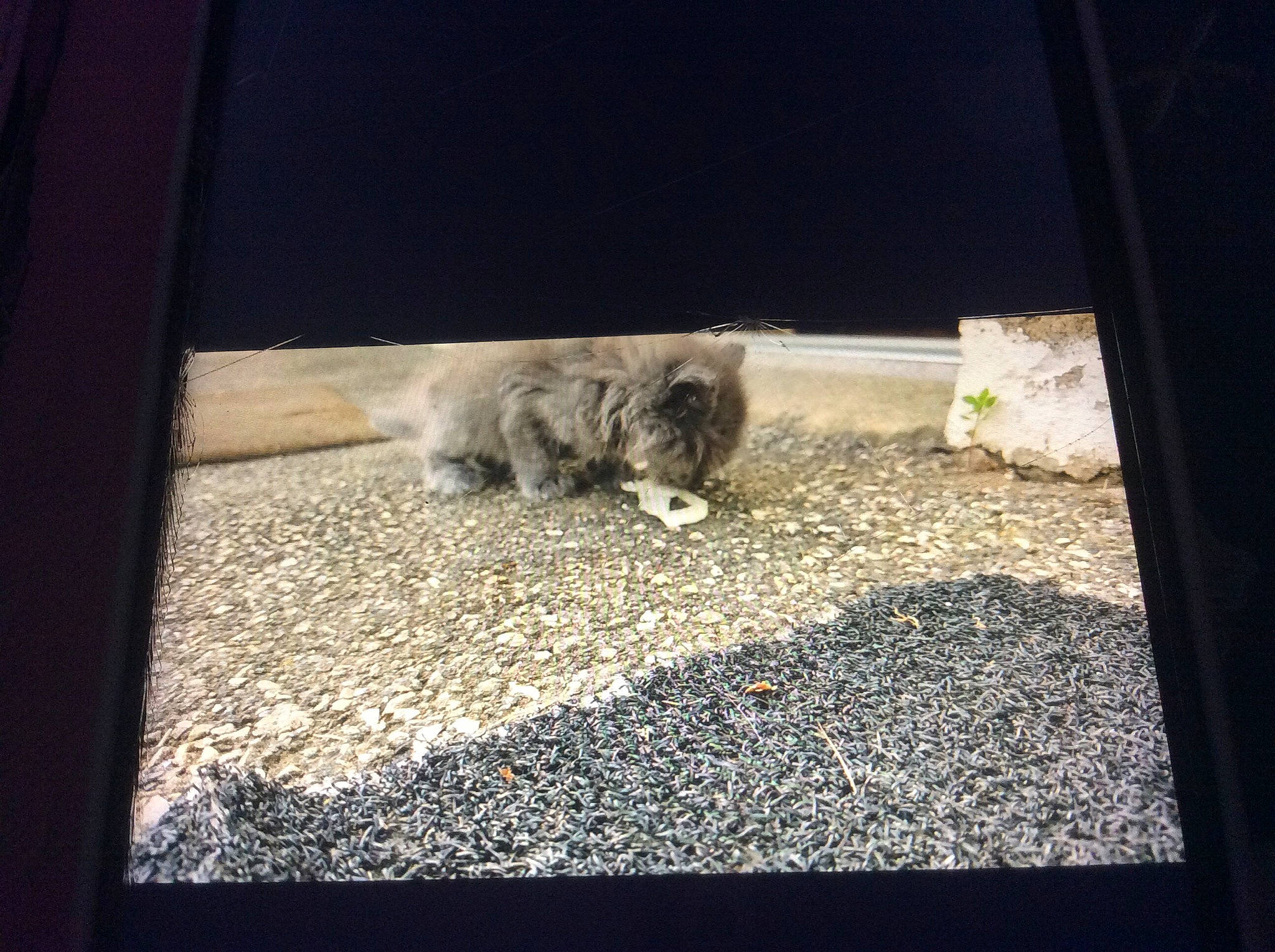 Grigri a rejoint le concours — aidez-le/la à gagner de superbes lots ! asphalt, canidae, carnivore, cat, companion_dog, fawn, felidae, flooring, fur, glass, grass, rectangle, road_surface, small_to_medium_sized_cats, sporting_group, tail, tints_and_shades, whiskers, window, wood