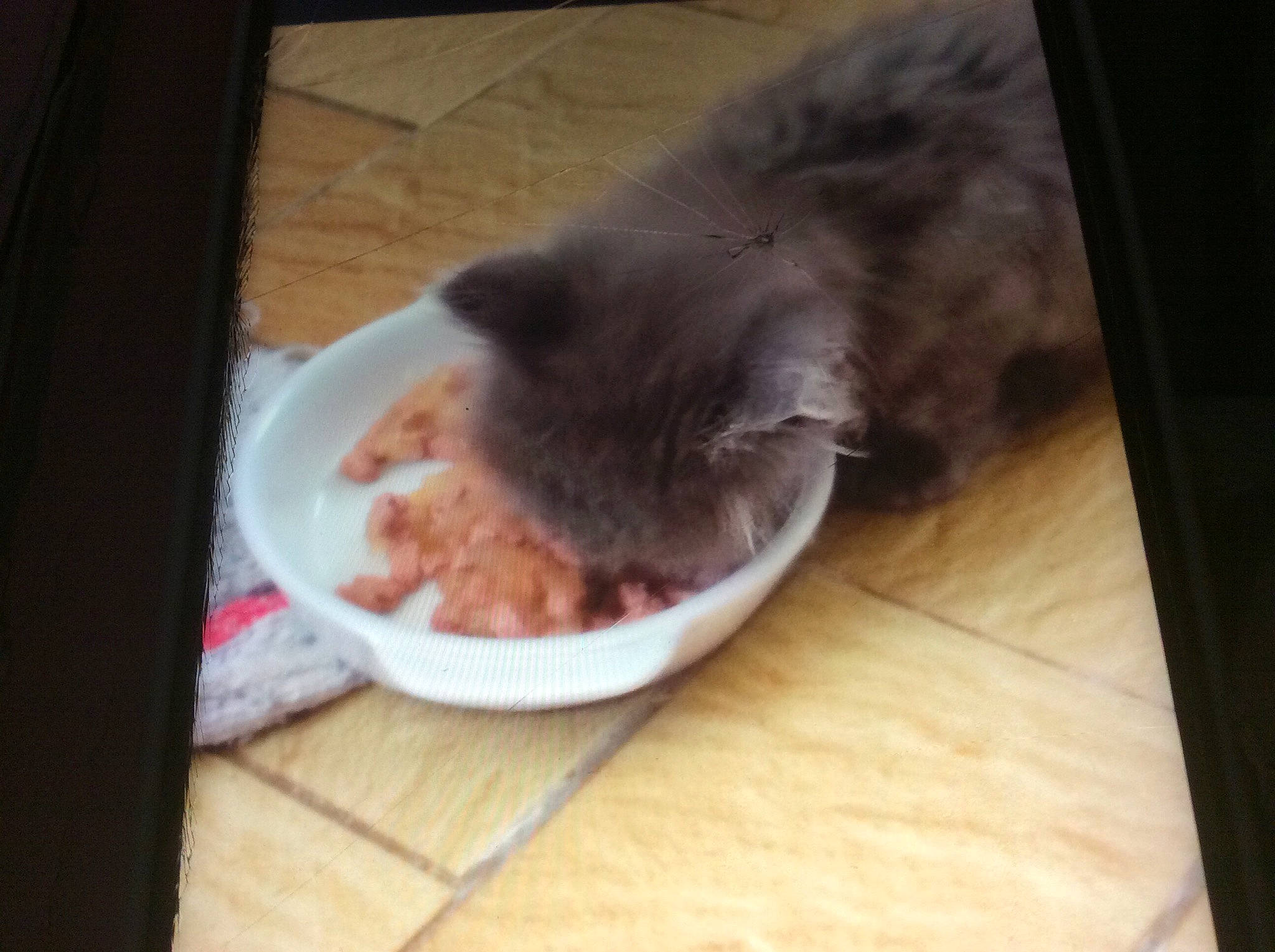 Grigri participe au concours pour gagner de l'argent avec cette photo : animal_feed, carnivore, cat, cat_food, cat_supply, comfort, companion_dog, dog_breed, fawn, felidae, flooring, hardwood, pet_food, pet_supply, small_to_medium_sized_cats, snout, table, tail, whiskers, wood