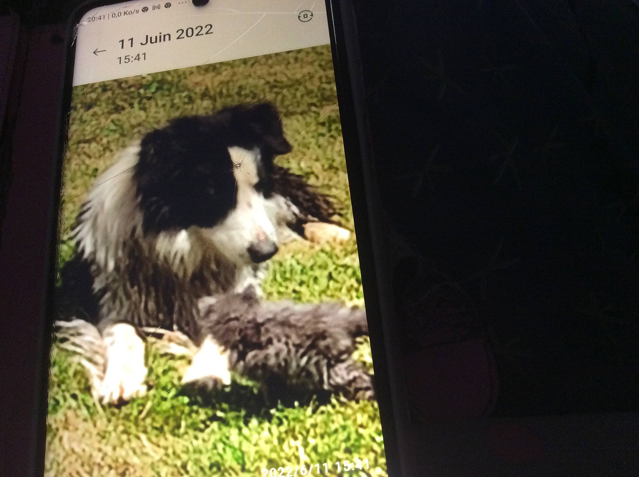 Grigri participe au concours pour gagner de l'argent avec cette photo : canidae, carnivore, companion_dog, dog, dog_breed, fur, grass, herding_dog, snout, sporting_group, terrestrial_animal, working_dog