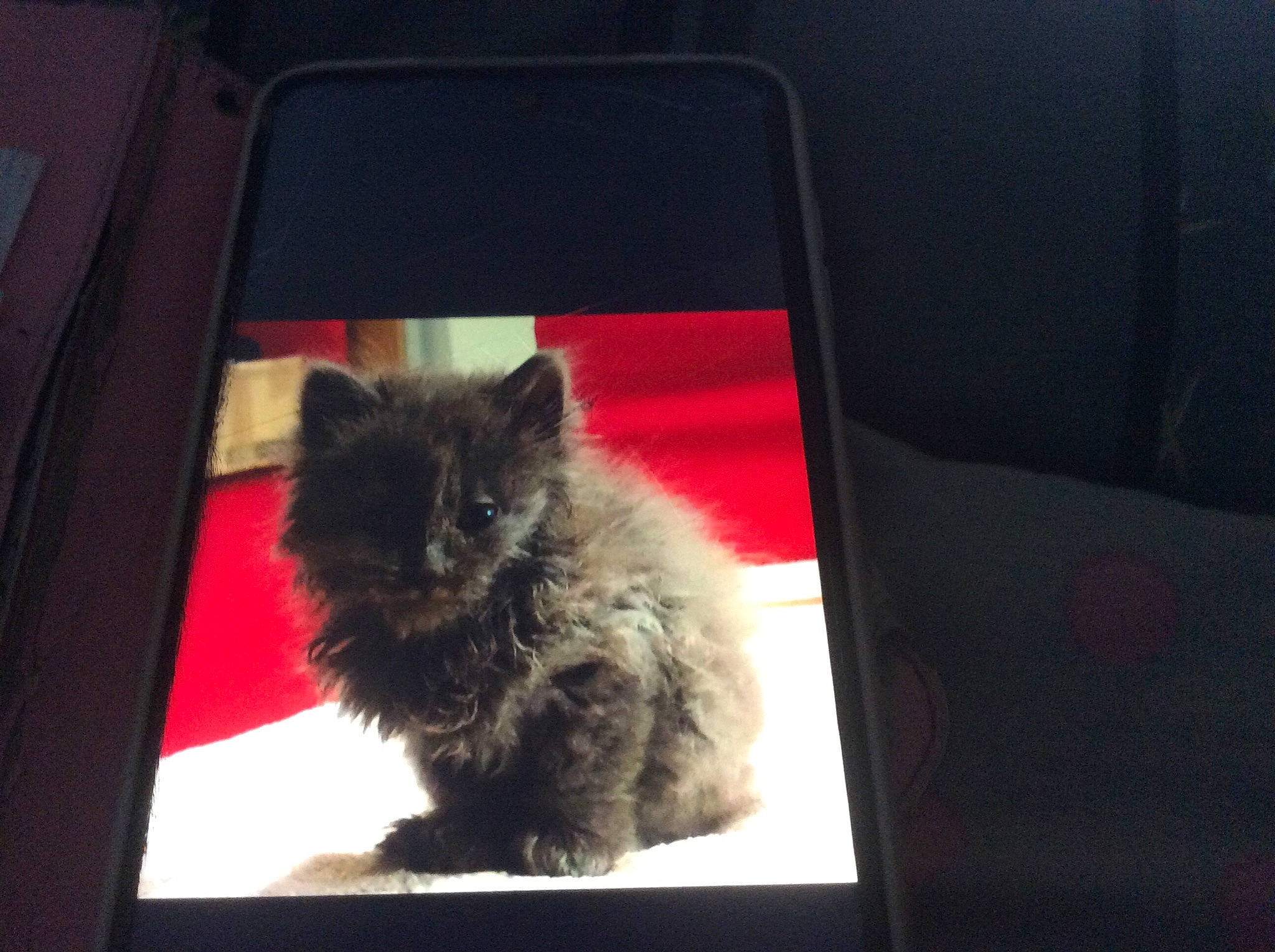 Grigri a rejoint le concours — aidez-le/la à gagner de superbes lots ! art, black_cat, box, canidae, carnivore, cat, display_device, dog_breed, domestic_short_haired_cat, felidae, fur, gadget, magenta, persian, room, small_to_medium_sized_cats, snout, whiskers