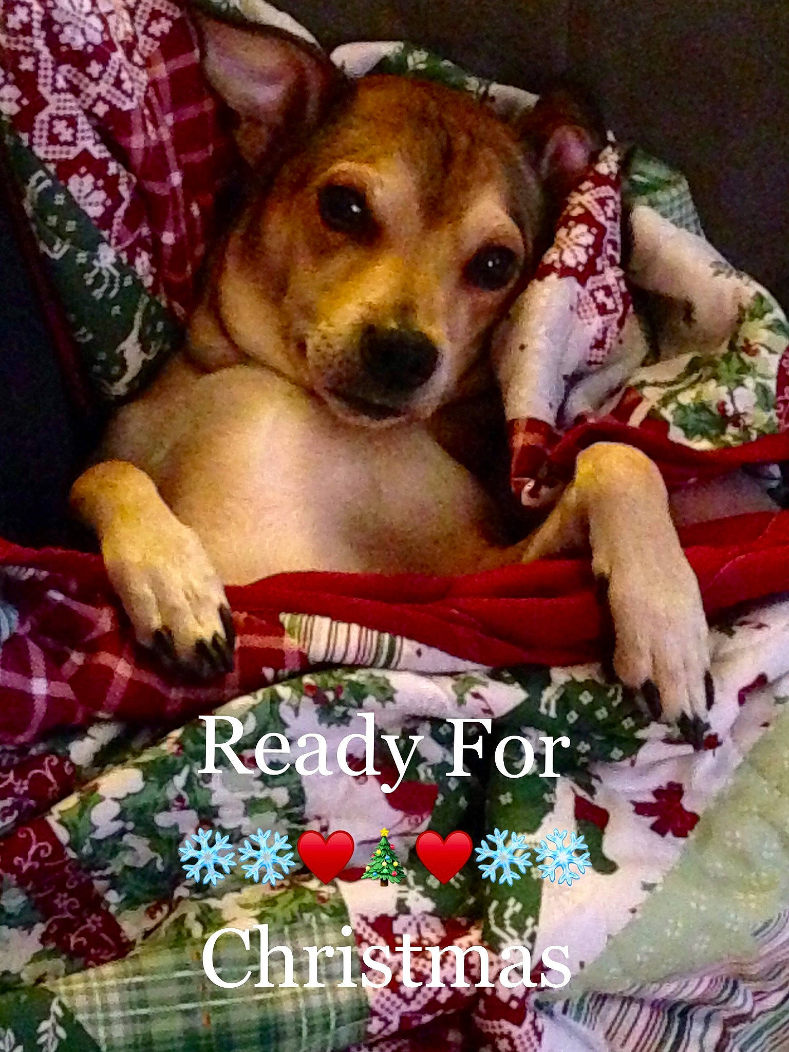 Chandler joined the competition — help win amazing prizes! ancient_dog_breeds, canidae, carnivore, chihuahua, christmas, christmas_eve, companion_dog, dog, dog_breed, mammal, puppy, puppy_love, rat_terrier, russell_terrier, vertebrate