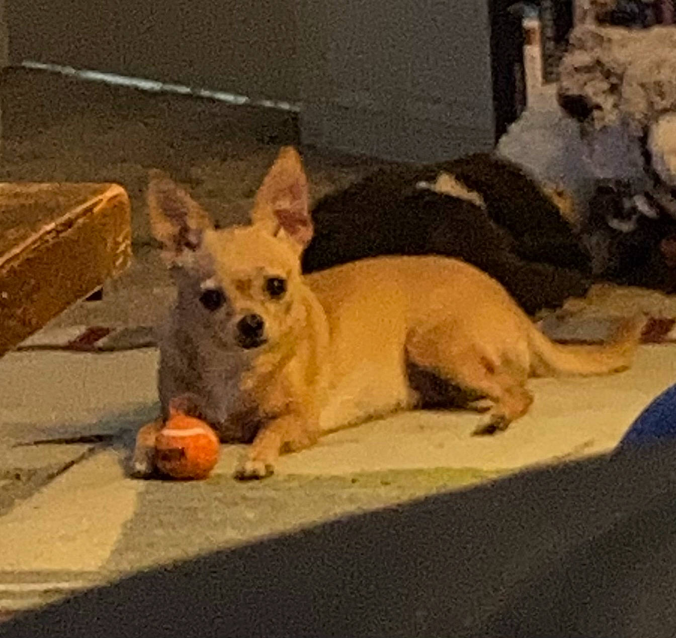 Sunny joined the competition — help win amazing prizes! ancient_dog_breeds, carnivore, chihuahua, comfort, companion_dog, dog, dog_breed, dog_supply, fawn, linens, non_sporting_group, paw, small_terrier, terrestrial_animal, toy_dog, whiskers, working_animal