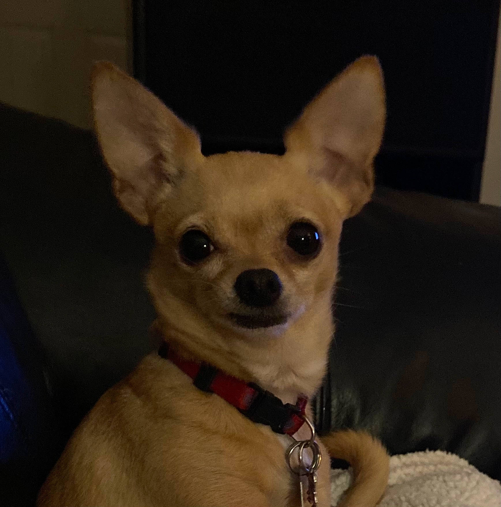 Sunny is registered to the contest to win money with this photo: canidae, carnivore, chihuahua, companion_dog, corgi_chihuahua, dog, dog_breed, dog_supply, ear, fawn, fur, non_sporting_group, snout, terrestrial_animal, toy_dog, whiskers, working_animal