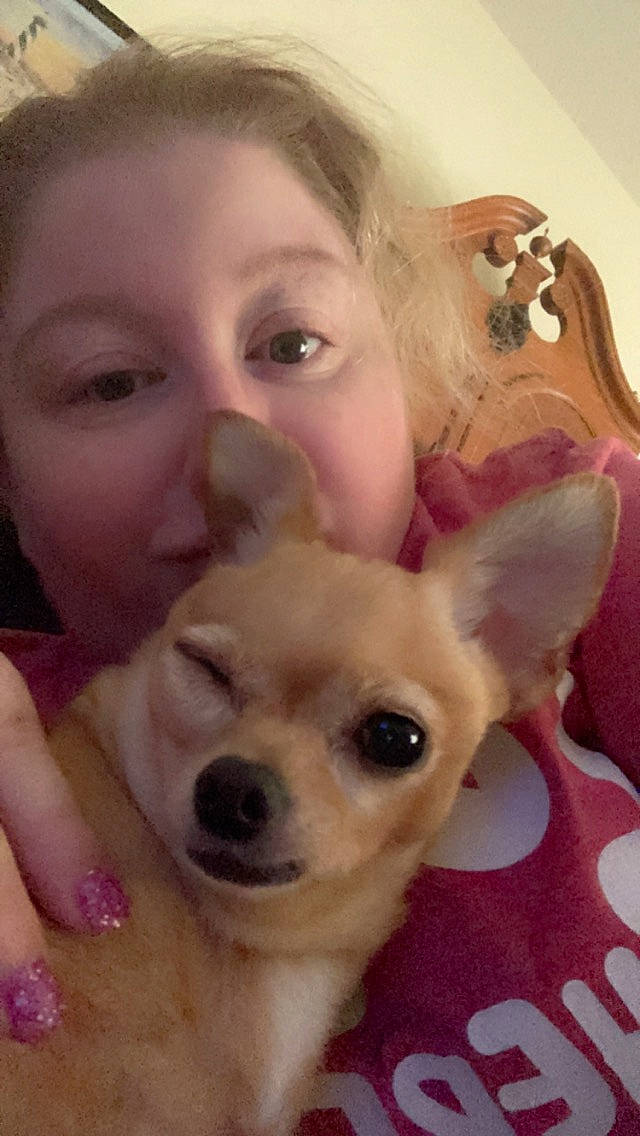 Sunny joined the competition — help win amazing prizes! carnivore, companion_dog, dog, dog_breed, ear, eye, fawn, hair, happy, head, iris, nose, organ, selfie, skin, smile, snout, toy_dog, whiskers, working_animal