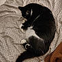 cat, black_and_white, sleeping, curled_up, bedspread, patterned, fur, pet, animal, cozy, indoor, resting, whiskers, tail, paw, cute, domestic, feline, relaxed, soft