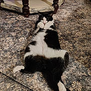 Ricky joined the competition — help win amazing prizes! cat, black_and_white, lying_down, carpet, patterned, indoor, furniture, table, cute, pet, animal, relaxed, fluffy, paws, whiskers, tail, cozy, home, resting, domestic