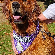 Brewster is registered to the contest to win money with this photo: dog, golden_retriever, wet, bandana, purple, ghost, outdoor, grass, tree, leaf, sunlight, pet, animal, happy, tongue, collar, leash, person, hand, canine
