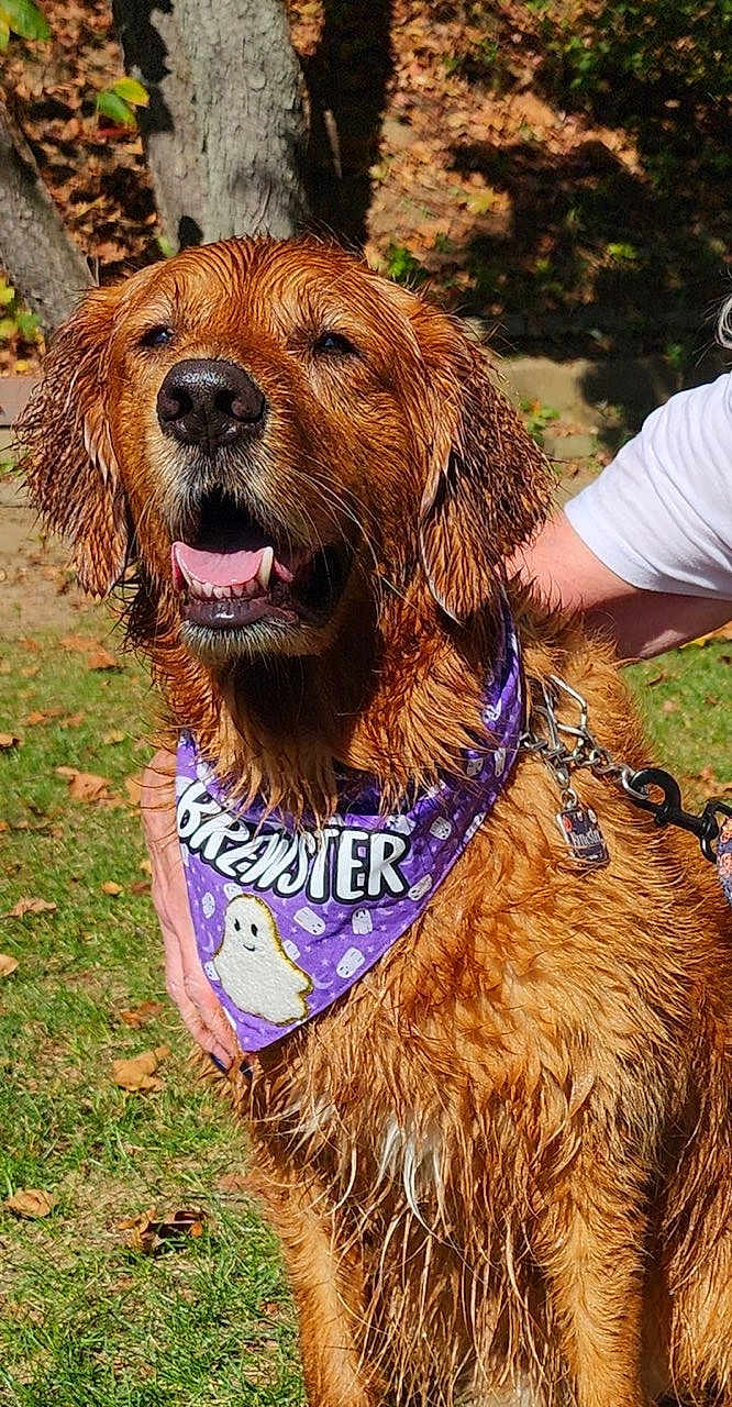 Brewster is registered to the contest to win money with this photo: dog, golden_retriever, wet, bandana, purple, ghost, outdoor, grass, tree, leaf, sunlight, pet, animal, happy, tongue, collar, leash, person, hand, canine