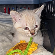 Olaf a rejoint le concours — aidez-le/la à gagner de superbes lots ! animal, blanket, carrier, cat, cozy, crocheted, curious, cute, ears, face, furry, indoor, kitten, pet, small, soft, sunflower, toy, whiskers, young