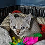 Olaf participe au concours pour gagner de l'argent avec cette photo : animal, basket, blanket, blue_eyes, cat, closeup, cozy, curious, cute, ears, face, fur, indoor, kitten, pet, playing, resting, small, toy, whiskers