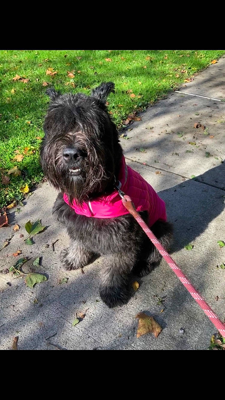 Daisy is registered to the contest to win money with this photo: canidae, carnivore, collar, companion_dog, dog, dog_breed, dog_collar, dog_supply, grass, leash, liver, pet_supply, plant, road_surface, snout, sporting_group, terrier, toy_dog, water_dog, working_animal