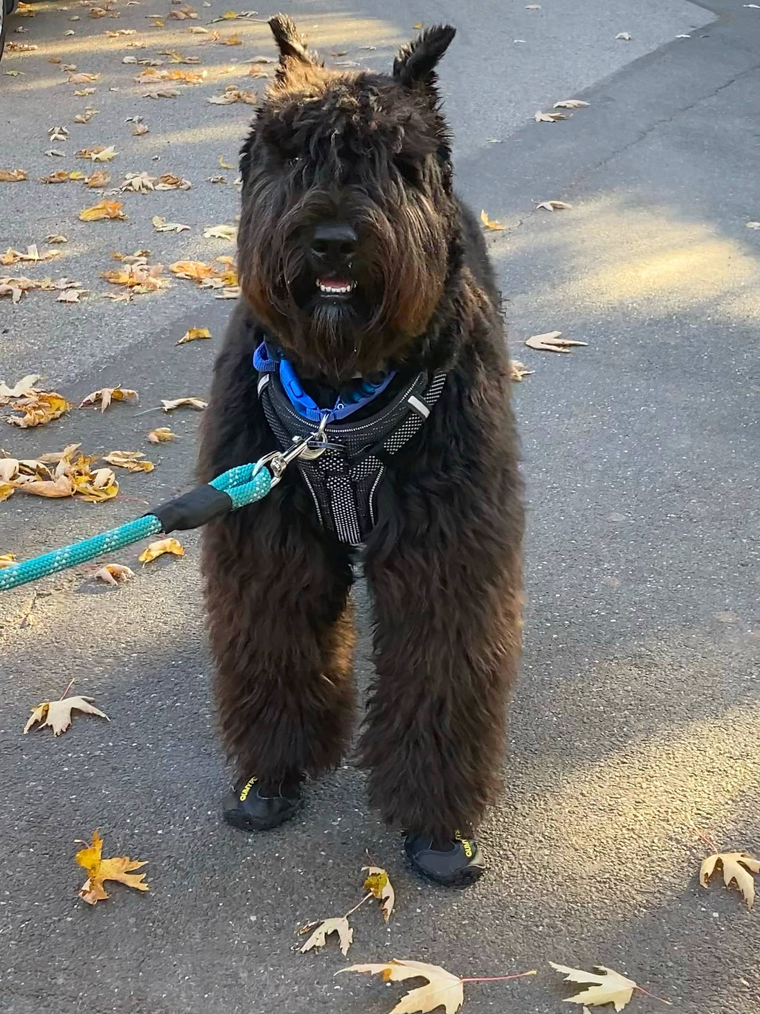 Daisy is registered to the contest to win money with this photo: asphalt, canidae, carnivore, collar, companion_dog, dog, dog_breed, dog_collar, dog_supply, electric_blue, glasses, leash, road_surface, sidewalk, small_terrier, tar, terrier, toy_dog, working_animal, yellow