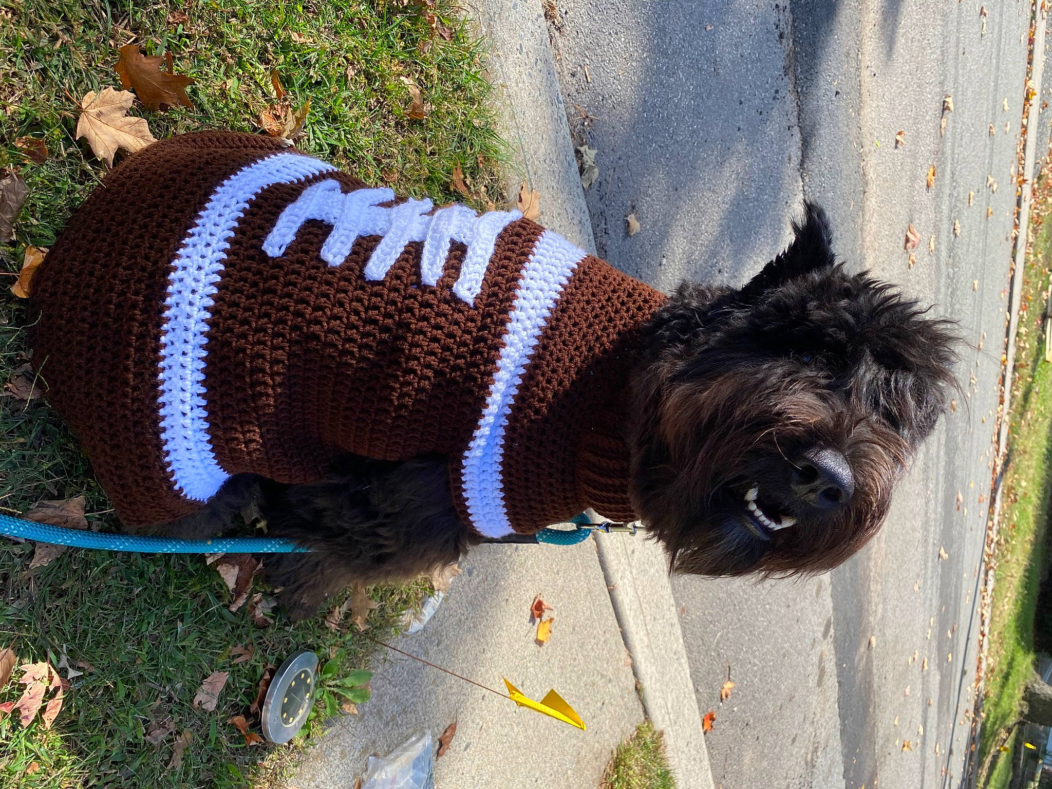 Daisy is registered to the contest to win money with this photo: carnivore, collar, companion_dog, dog, dog_breed, dog_clothes, dog_collar, dog_supply, electric_blue, fashion_accessory, grass, leash, mammal, pattern, pet_supply, snout, sporting_group, tail, vertebrate, working_animal