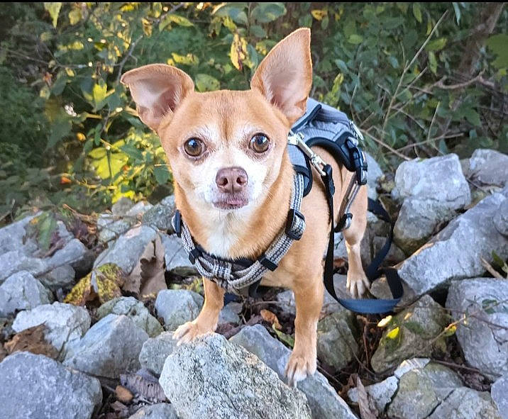 Baby joined the competition — help win amazing prizes! canidae, carnivore, chihuahua, companion_dog, dog, dog_breed, fashion_accessory, fawn, grass, pattern, plant, snout, soil, sporting_group, sunglasses, terrestrial_animal, toy_dog, whiskers, wildlife, wood