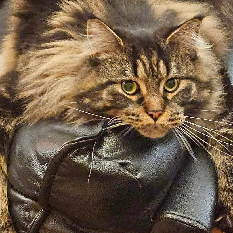 Merlin joined the competition — help win amazing prizes! bag, carnivore, cat, claw, comfort, domestic_short_haired_cat, eye, fashion_accessory, fawn, felidae, fur, gesture, luggage_and_bags, maine_coon, paw, small_to_medium_sized_cats, snout, tail, terrestrial_animal, whiskers