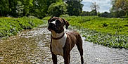 Nala is registered to the contest to win money with this photo: dog, water, stream, nature, outdoor, trees, greenery, sky, clouds, pebbles, animal, canine, collar, reflection, wet, sunlight, daytime, forest, grass, landscape