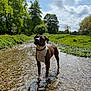 dog, water, stream, nature, outdoor, trees, greenery, sky, clouds, pebbles, animal, canine, collar, reflection, wet, sunlight, daytime, forest, grass, landscape