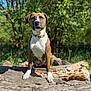 Nala joined the competition — help win amazing prizes! dog, canine, pet, outdoor, forest, tree, log, nature, sunlight, greenery, animal, brown, white, collar, sitting, portrait, daytime, mammal, fur, cute