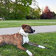 Nala is registered to the contest to win money with this photo: dog, brindle, white_paws, collar, grass, park, outdoor, nature, tree, pathway, canine, pet, animal, calm, lying_down, greenery, summer, daylight, focus, side_view
