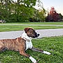dog, brindle, white_paws, collar, grass, park, outdoor, nature, tree, pathway, canine, pet, animal, calm, lying_down, greenery, summer, daylight, focus, side_view