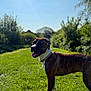 Nala joined the competition — help win amazing prizes! dog, canine, brindle, grass, outdoor, sunlight, greenery, pet, animal, nature, collar, tongue_out, happy, summer, field, trees, sunshine, mammal, standing, daytime