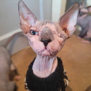 Narla joined the competition — help win amazing prizes! sphynx_cat, cat, hairless_cat, close_up, pet, indoor, animal, wrinkled_skin, black_collar, judging_look, one_eye_closed, feline, curious, blurry_background, multiple_cats, carpeted_floor, ears, nose, whiskers, domestic_animal