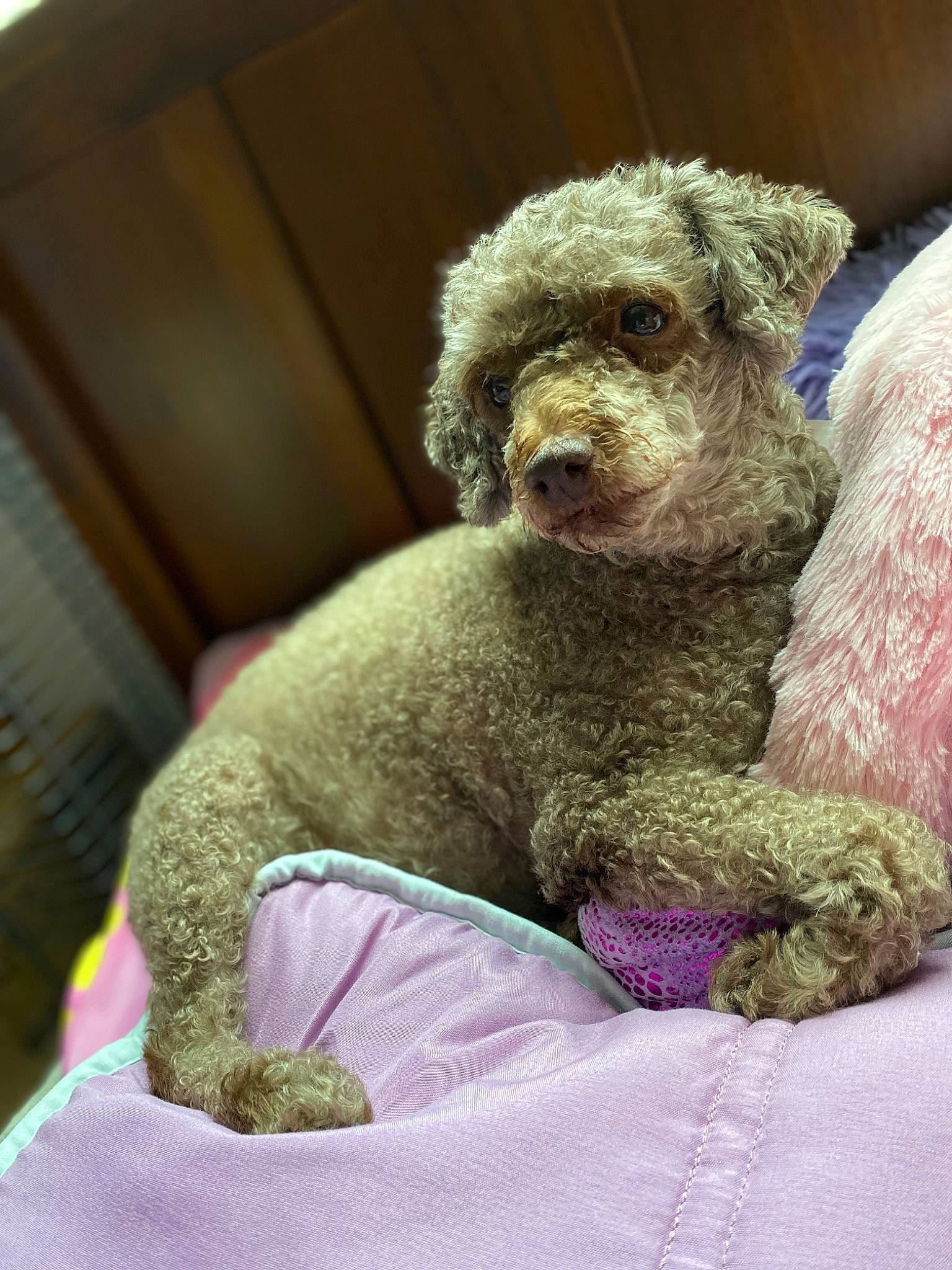 Stella joined the competition — help win amazing prizes! canidae, carnivore, comfort, companion_dog, dog, dog_breed, fawn, fur, liver, magenta, poodle, snout, sporting_group, stuffed_toy, terrier, toy, toy_dog, water_dog, wool, working_animal