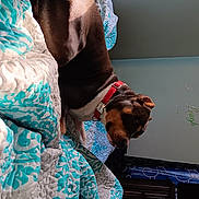 Kash is registered to the contest to win money with this photo: child, electric_blue, entertainment, event, fashion_accessory, fashion_design, flesh, fun, fur, happy, magenta, organism, pattern, room, sari, sleeve, textile, tradition, tree, visual_arts