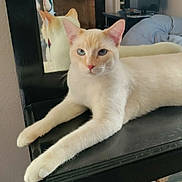 Winter is registered to the contest to win money with this photo: animal, black_surface, blue_eyes, calm, cat, close_up, cream_colored, domestic_cat, ears, face, furniture, indoor, legs, lounging, mirror, paws, pet, reflection, relaxed, whiskers