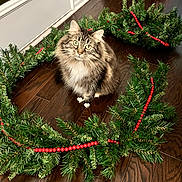 Miss Molly is registered to the contest to win money with this photo: cat, fluffy, holiday_wreath, pine_branches, red_beads, wooden_floor, door, indoor, pet, curious, festive, decorations, animal, fur, whiskers, sitting, greenery, closeup, domestic, flooring