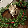 cat, fluffy, holiday_wreath, pine_branches, red_beads, wooden_floor, door, indoor, pet, curious, festive, decorations, animal, fur, whiskers, sitting, greenery, closeup, domestic, flooring