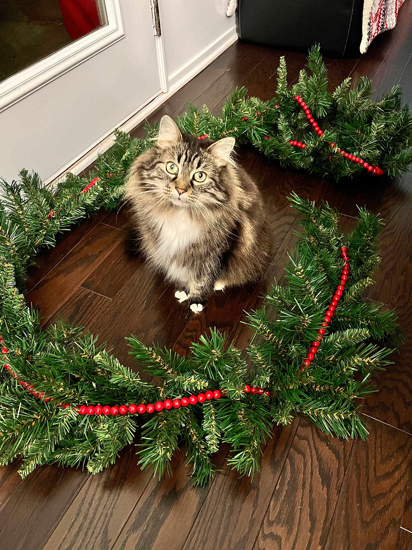 Miss Molly is registered to the contest to win money with this photo: cat, fluffy, holiday_wreath, pine_branches, red_beads, wooden_floor, door, indoor, pet, curious, festive, decorations, animal, fur, whiskers, sitting, greenery, closeup, domestic, flooring
