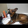 Roxy joined the competition — help win amazing prizes! dog, brown, black, small_dog, towel, indoor, pet, animal, laying_down, ears, collar, bathroom, bottle, container, orange, blue, white, floor, fur, cute