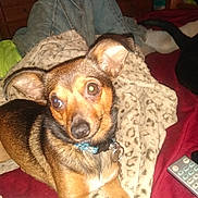 Roxy joined the competition — help win amazing prizes! dog, small_dog, pet, blanket, leopard_print, bed, red_bedspread, jeans, person, socks, remote_control, indoor, cozy, resting, ears, collar, fur, casual, home, animal