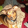dog, small_dog, pet, blanket, leopard_print, bed, red_bedspread, jeans, person, socks, remote_control, indoor, cozy, resting, ears, collar, fur, casual, home, animal