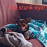 Roxy joined the competition — help win amazing prizes! dog, blanket, couch, indoor, pet, small_dog, furniture, red, blue, fabric, cozy, side_eye, text_overlay, patterned, wrapped, relaxed, animal, domestic, canine, resting