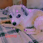 Gizmo is registered to the contest to win money with this photo: dog, white_dog, lying_down, indoor, rug, pet, cute, fluffy, animal, resting, ears, nose, eyes, home, cozy, floor, sparkle_filter, purple_glow, text_overlay, name