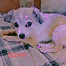 dog, white_dog, lying_down, indoor, rug, pet, cute, fluffy, animal, resting, ears, nose, eyes, home, cozy, floor, sparkle_filter, purple_glow, text_overlay, name