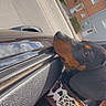 dog, doberman, black_and_tan, pet, animal, car, car_window, leash, leopard_print, collar, outdoor, suburban, street, houses, brick_building, blue_sky, clouds, portrait, tilted_composition, person