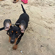 Nox a rejoint le concours — aidez-le/la à gagner de superbes lots ! dog, beach, sand, black_and_tan, small_dog, pet, animal, portrait, looking_at_camera, upright_ears, tail, collar, leash, sandals, beach_bag, pink_bag, seashell, outdoors, summer, photography