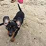 dog, beach, sand, black_and_tan, small_dog, pet, animal, portrait, looking_at_camera, upright_ears, tail, collar, leash, sandals, beach_bag, pink_bag, seashell, outdoors, summer, photography