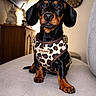 dog, dachshund, puppy, black_and_tan, pet, portrait, sitting, harness, leopard_print, sofa, indoors, home, living_room, brown, black, floppy_ears, long_body, short_legs, looking_at_camera, animal_photography