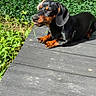 dog, dachshund, black_and_tan, pet, animal, sitting, lying_down, outdoor, garden, deck, wooden_deck, greenery, hedge, grass, leaves, sunlight, short_legs, floppy_ears, chewing, portrait