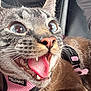 cat, tabby, close_up, blue_eyes, open_mouth, teeth, tongue, whiskers, fur, pink_harness, pet, animal, domestic_cat, playful, excited, face, mouth_open, indoor, expression, closeup