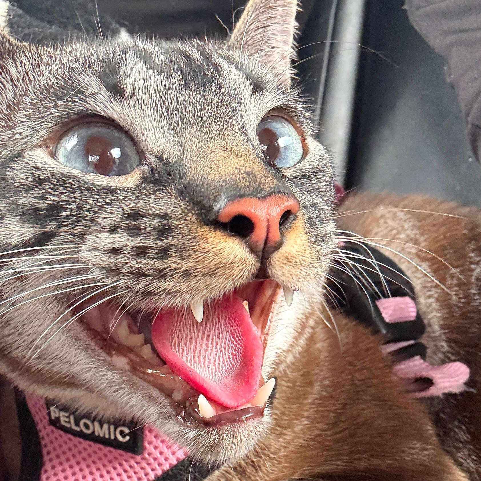 Simba is registered to the contest to win money with this photo: animal, blue_eyes, cat, close_up, closeup, domestic_cat, excited, expression, face, fur, indoor, mouth_open, open_mouth, pet, pink_harness, playful, tabby, teeth, tongue, whiskers
