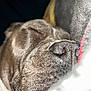 dog, sleeping, closeup, nose, cozy, blanket, fur, pet, rest, relaxation, animal, snout, whiskers, calm, indoors, soft, cute, face, peaceful, companion