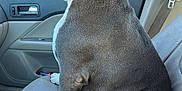 Toby Keith joined the competition — help win amazing prizes! dog, car, passenger_seat, brown_dog, white_paws, seatbelt, window, door_handle, cup, interior, pet, animal, sitting, side_view, leather_seat, daylight, looking_out, calm, companion, travel