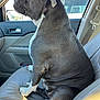 dog, car, passenger_seat, brown_dog, white_paws, seatbelt, window, door_handle, cup, interior, pet, animal, sitting, side_view, leather_seat, daylight, looking_out, calm, companion, travel