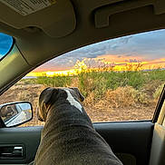 Toby Keith joined the competition — help win amazing prizes! dog, car, window, side_mirror, reflection, sunset, desert, bushes, sky, clouds, animal, pet, outdoor, nature, travel, vehicle, landscape, brown, grey, happy